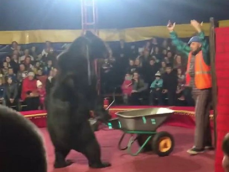 Αρκούδα επιτέθηκε άγρια στον θηριοδαμαστή - Τον έριξε κάτω και του δάγκωνε το πρόσωπο (Video) - Media