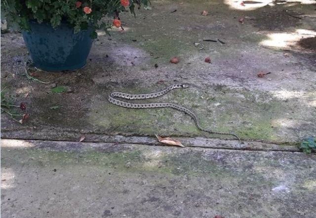 Τα φίδια κάνουν βόλτα στις αυλές της Λαμίας (photos) - Media