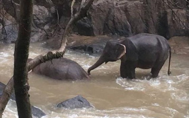 Έξι ελέφαντες πέθαναν στην προσπάθειά τους να σώσει ο ένας τον άλλο (Photos/ Video)  - Media