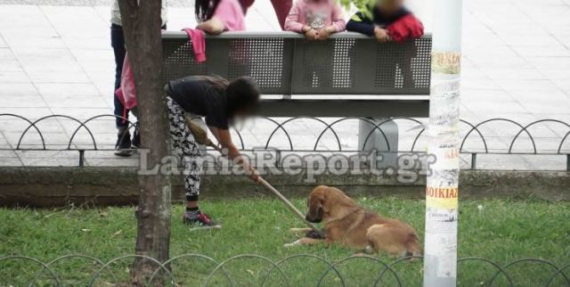 Απίστευτη σκληρότητα: Έριχναν το νεογέννητο γατάκι στο σκύλο για να το φάει (Video/ Photos) - Media