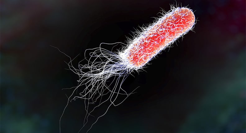 Τι είναι το τοξικό βακτήριο E.coli και πώς μεταδίδεται στον άνθρωπο - Media