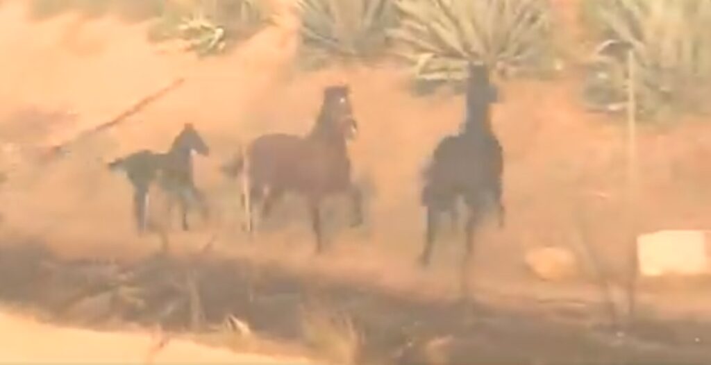 Καλιφόρνια: Άλογο ορμά στις φλόγες για να σώσει την οικογένειά του! (Video) - Media