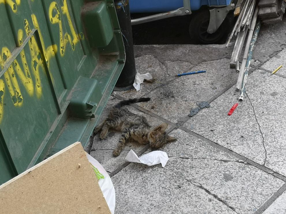Θηριωδία στη Λέσβο: 115 κουτάβια και 75 γατάκια πετάχτηκαν στα σκουπίδια (Πίνακας) - Media
