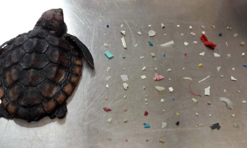 Θλιβερό: Μία νεκρή χελώνα είχε στο στομάχι της 104 κομματάκια πλαστικού (Photos) - Media