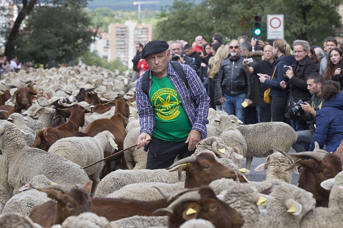 Πορεία χιλιάδων προβάτων στο κέντρο της Μαδρίτης (Photos/Video) - Media