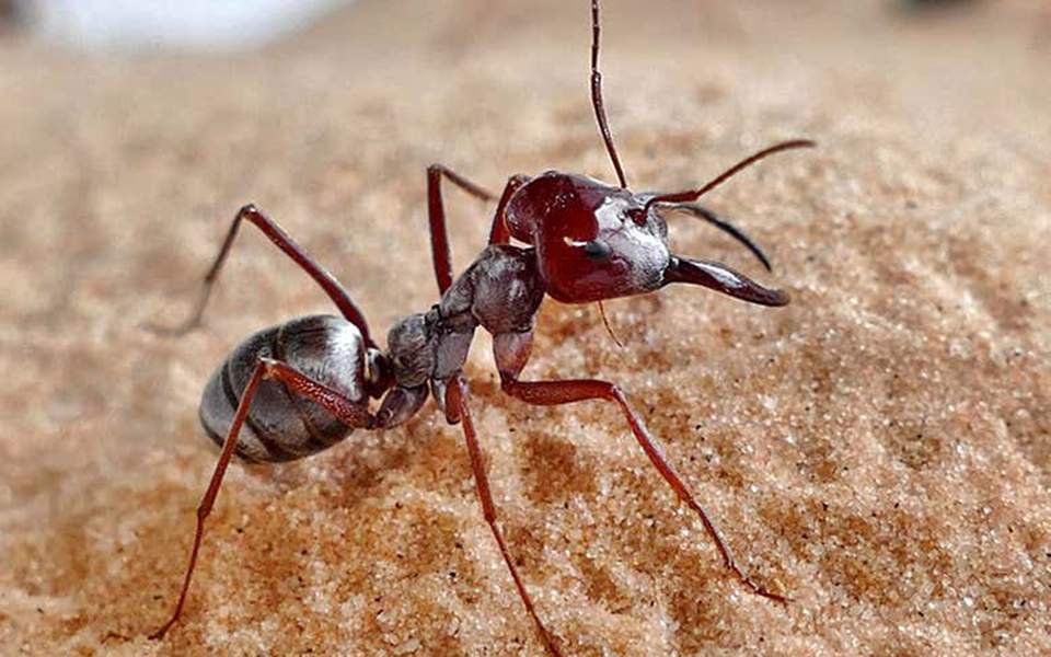 Το πιο γρήγορο μυρμήγκι ζει στη Σαχάρα και διασχίζει σχεδόν ένα μέτρο ανά δευτερόλεπτο (Video) - Media