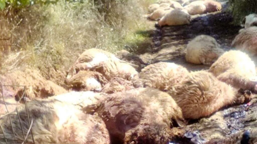 Ζωοκλέφτες σφαγίασαν δεκάδες έγκυες προβατίνες - Ποινή-«χάδι» από το δικαστήριο - Media