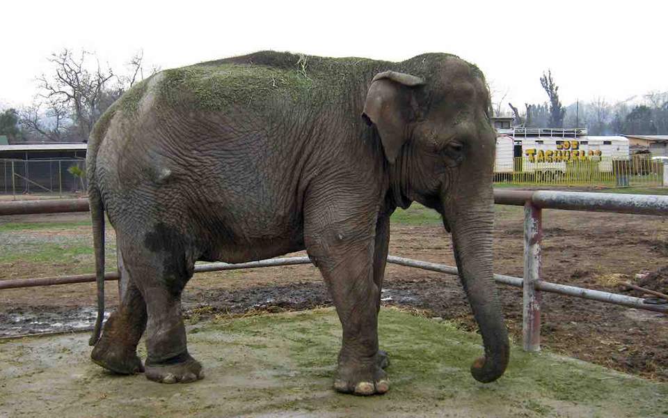 Απελευθερώθηκε στη φύση γέρικος ελέφαντας που πέρασε 40 χρόνια σε τσίρκο (Video) - Media