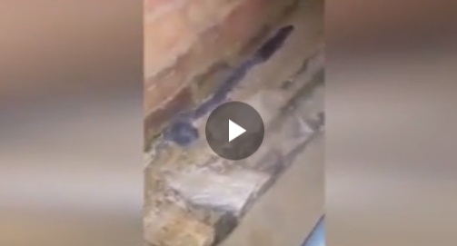 «Μαμά» αρουραίος με τα μικρά της παρίσταναν το... φίδι για να ξεφύγουν! (Video) - Media