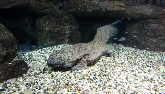 Αυτή είναι η σαλαμάνδρα-τέρας, το μεγαλύτερο αμφίβιο του κόσμου  - Media