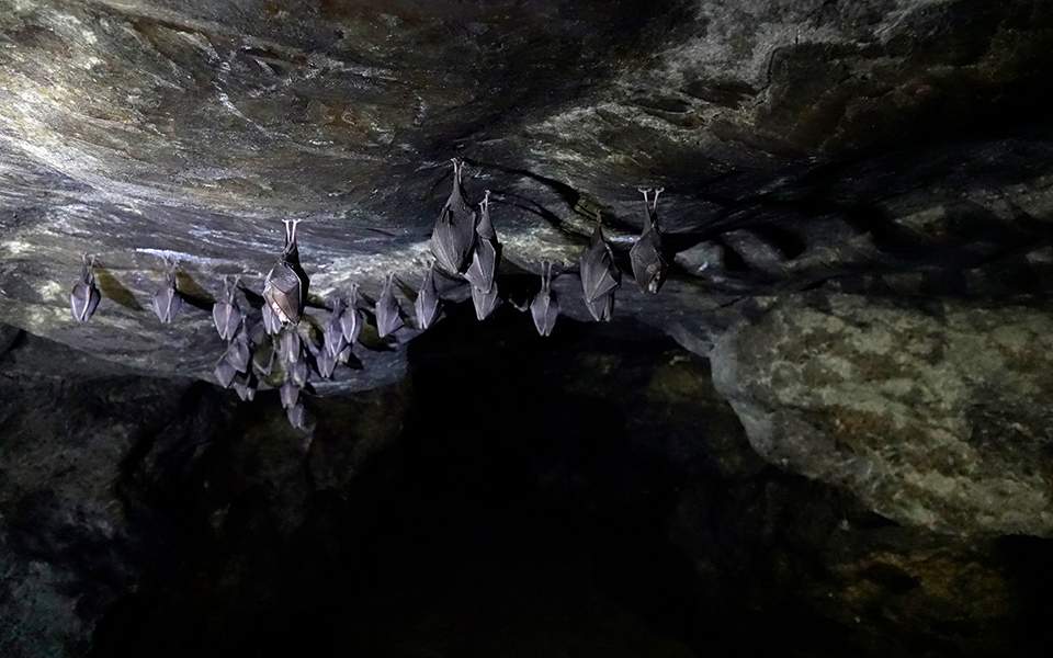 Ανακαλύφθηκε η μεγαλύτερη αποικία νυχτερίδων στην Ελλάδα (photos) - Media