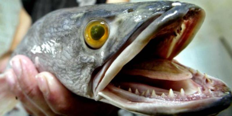«Σκοτώστε τα αμέσως» - Εντοπίστηκε ψάρι-φονιάς που μπορεί να βγει στην ξηρά (Photos) - Media