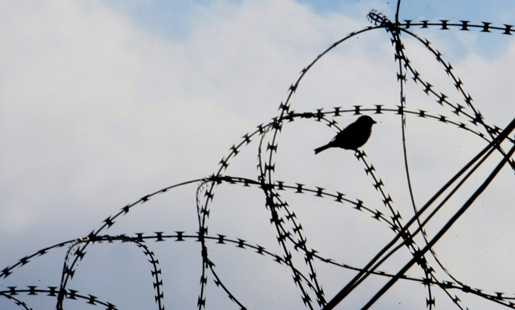 «Μην κλείσετε τα σχολεία μας»: Κραυγή αγωνίας από κρατούμενους του Κορυδαλλού - Media