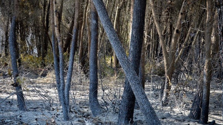 «Στοιχειωμένο» το δάσος της Στροφυλιάς: Δύο νεκροί μέσα σε λίγες ώρες (Photos, σκληρές εικόνες) - Media