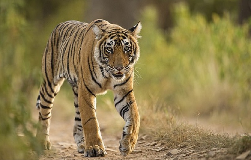 Λαθροκυνηγός τίγρεων δολοφονούσε τα αρσενικά ζώα και έτρωγε τα γεννητικά τους όργανα - Media