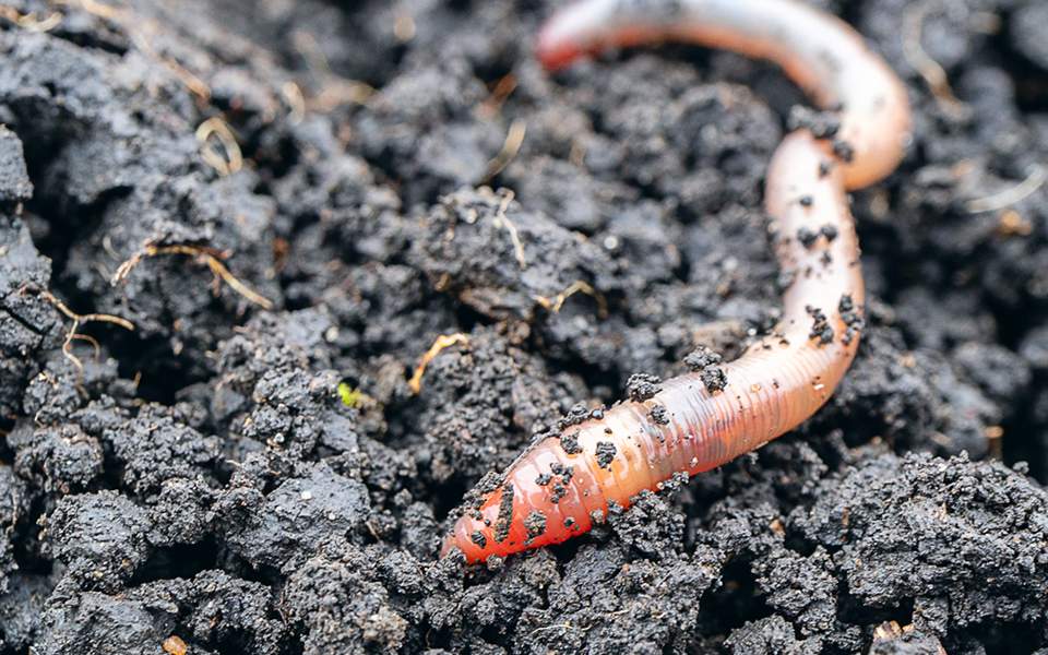 Πάνω από 150 σκουλήκια ζουν σε ένα τετραγωνικό μέτρο χώματος στις εύκρατες τοποθεσίες - Media