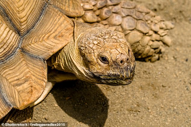 Ζωολογικός κήπος: Κόλλησαν στο καβούκι μιας χελώνας έναν κουβά για να μαζεύουν τα χρήματα που ρίχνουν οι επισκέπτες (Photos) - Media