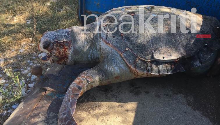 Καβάλα: Δύο θαλάσσιες χελώνες νεκρές σε παραλίες (Photos) - Media