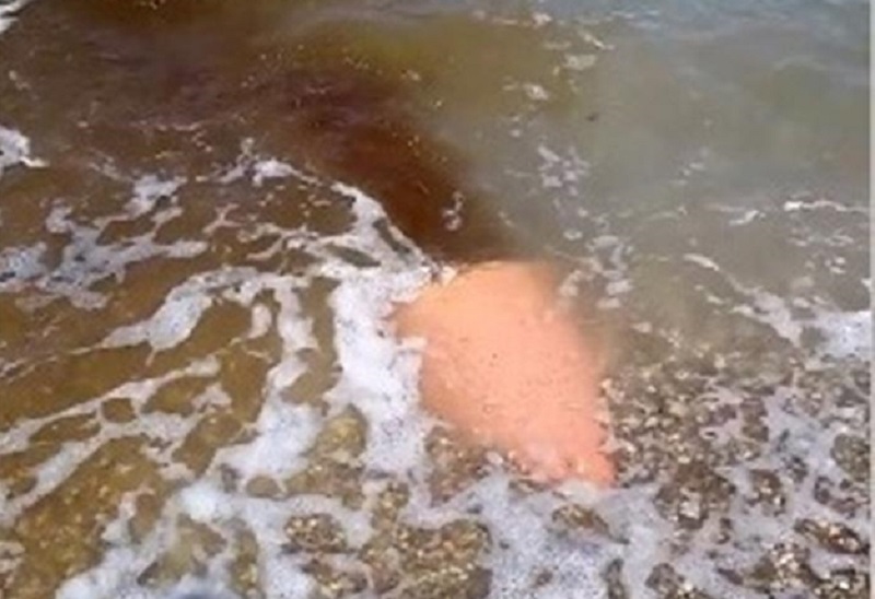 Πάτρα: Μυστήριο με καφέ υγρό στην Πλαζ - Τι «μαρτύρησαν» τα μπουρίνια; (Photo) - Media