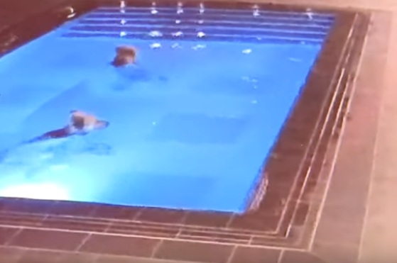 Αρκούδα έκανε βραδυνή συνήθεια το... μπάνιο σε πισίνα ορεινού θερέτρου! (Video) - Media