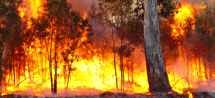 Νεκροί, τραυματίες και αγνοούμενοι από τις θηριώδεις πυρκαγιές στην Αυστραλία (Video) - Media