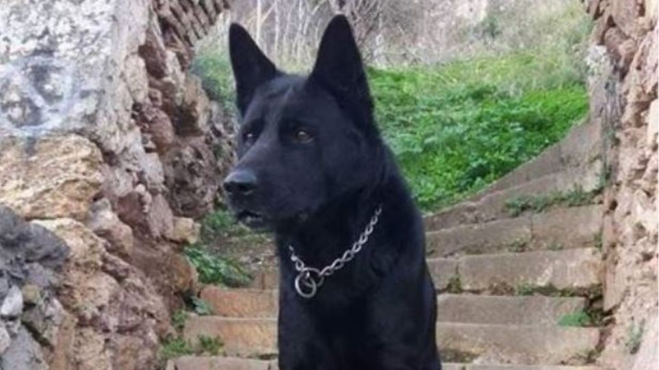 Η ΕΛΑΣ αποχαιρέτησε τον «Μπλάκι» - Το συγκινητικό αντίο  - Media