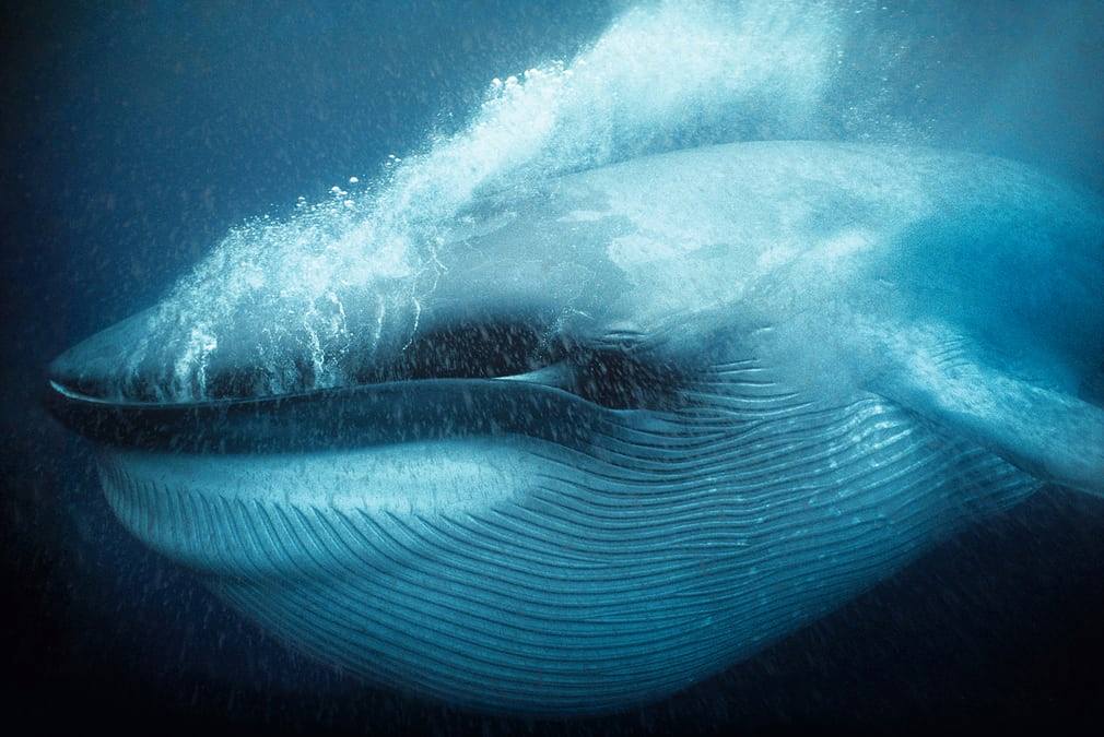 Επιστήμονες στις ΗΠΑ άκουσαν για πρώτη φορά την καρδιά μιας γαλάζιας φάλαινας - Media