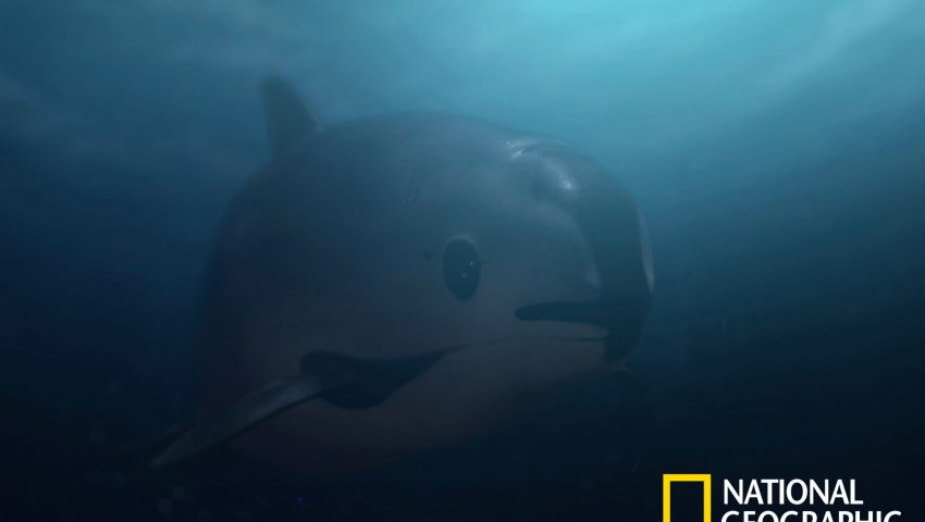 «Sea of Shadows»: Το νέο ντοκιμαντέρ του National Geographic σε παραγωγή του Λεονάρντο Ντι Κάπριο  - Media