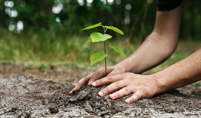 Εμβληματική πρωτοβουλία της Τουρκίας για το περιβάλλον: Θα φυτέψουν 11 εκατ. δέντρα σε τρεις ώρες! - Media