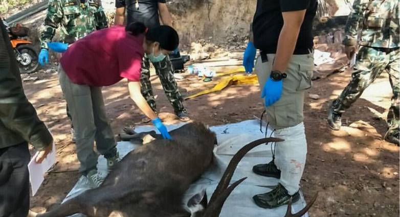 Ταϊλάνδη: Ελάφι βρέθηκε νεκρό με 7 κιλά πλαστικά στο στομάχι του - Media