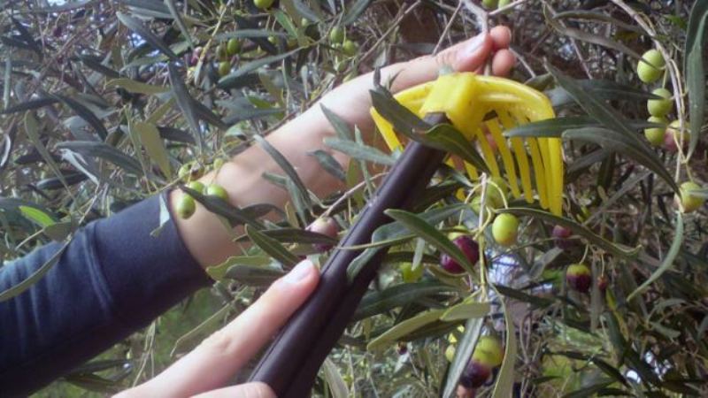 Κρήτη: Πήγε να μαζέψει ελιές και τα σκάγια έπεφταν «βροχή» (Photo) - Media
