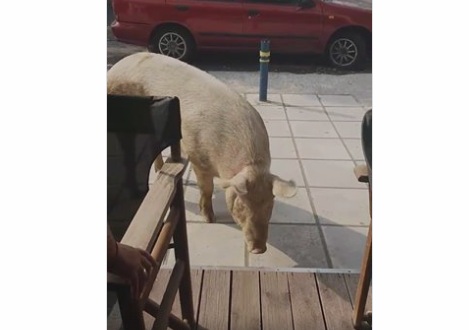 Δύο γουρούνια επισκέφτηκαν... καφετέρια στη Θεσσαλονίκη (Video) - Media
