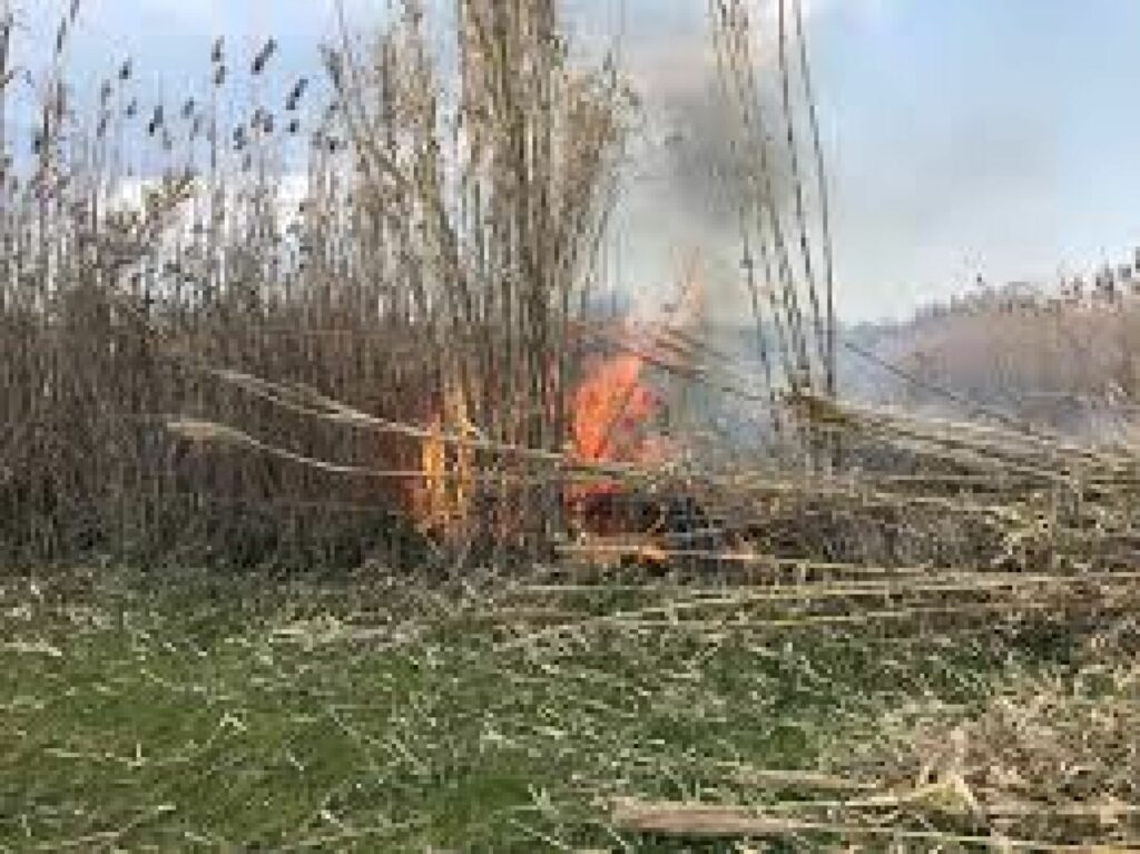 Αγρότης «πάγωσε» όταν έμαθε το πρόστιμο που «έφαγε» επειδή έκαψε σιτοκαλαμιές στο χωράφι του! - Media