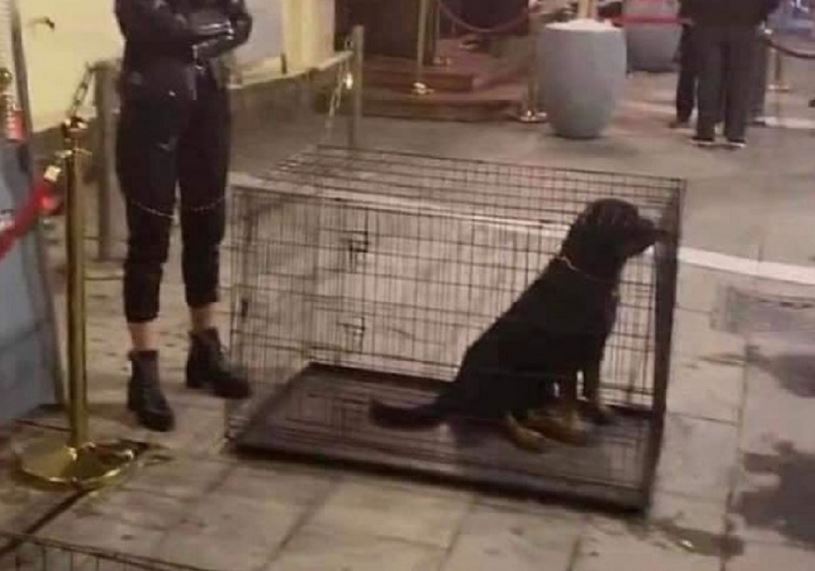 Θεσσαλονίκη: Θύελλα αντιδράσεων για ροτβάιλερ σε κλουβία έξω από κλαμπ (Photos) - Media