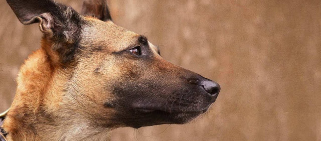 Ποιος είναι ο σκύλος που επιλέγουν τα Σώματα Ασφαλείας και ο Στρατός - Media