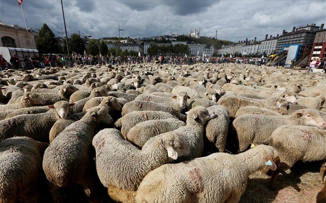 Ρουμανία: Μεγάλη επιχείρηση για τη διάσωση 14.600 προβάτων από πλοίο - Media