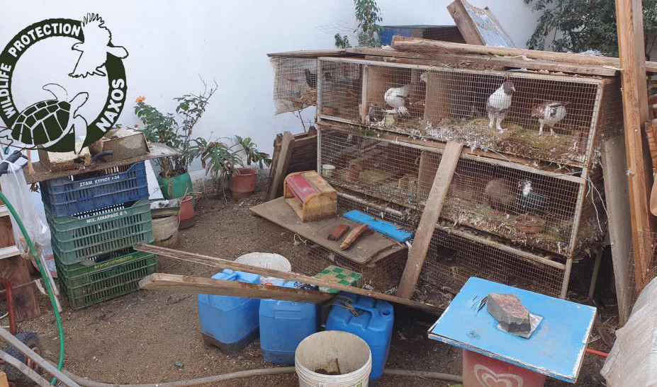 Nάξος: Σε άθλιες συνθήκες κρατούσε αιχμάλωτα άγρια πτηνά (Photos)  - Media