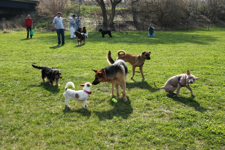 Δυο πάρκα σκύλων αποφάσισε να φτιάξει ο δήμος Νέας Σμύρνης - Media