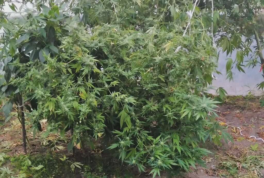 Παγκράτι: Αστυνομικοί πήγαν για έξωση και ανακάλυψαν μικρή φυτεία κάνναβης (Photos) - Media