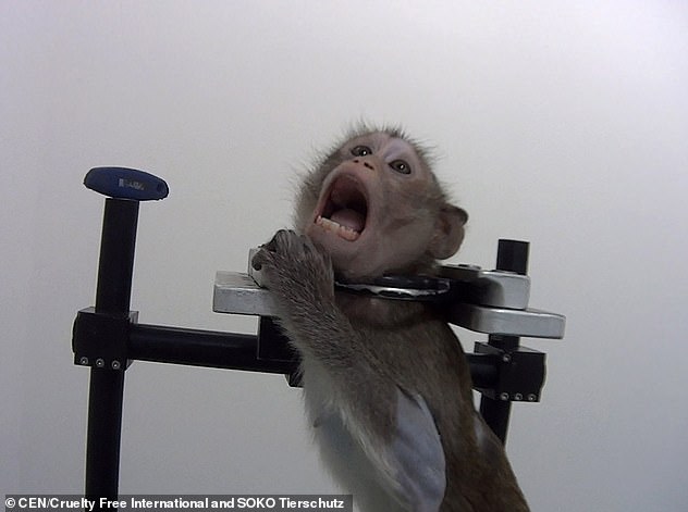 Σκληρά πειράματα - Βασανίζουν πιθηκάκια σε εργαστήρια στη Γερμανία (Σκληρές εικόνες/Video) - Media