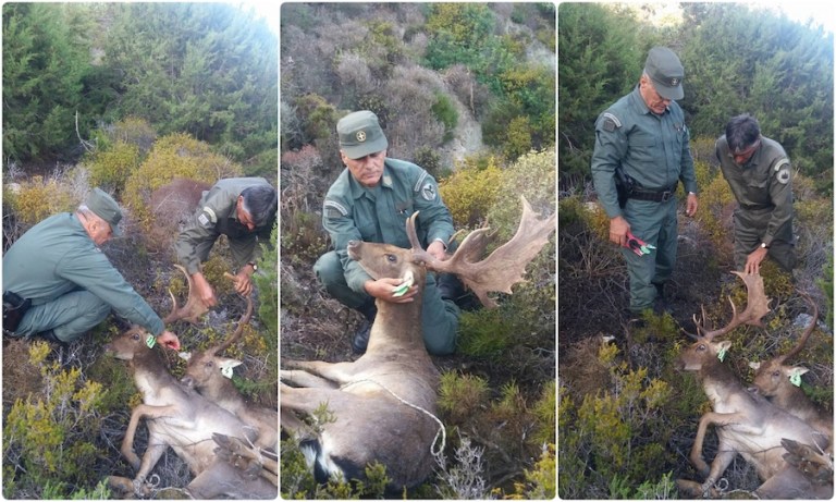 Δασοφύλακες απεγκλώβισαν ελάφι στη Ρόδο  - Media