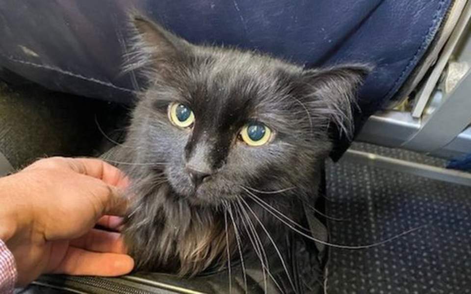 Αγνοούμενος γάτος βρέθηκε μετά από πέντε χρόνια 1.900 χλμ μακριά από το σπίτι του - Media
