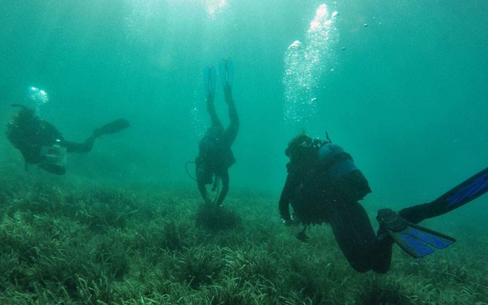 Σε …αναδάσωση του βυθού προχωράνε επιστήμονες του «Αρχιπελάγους» (Photos)  - Media