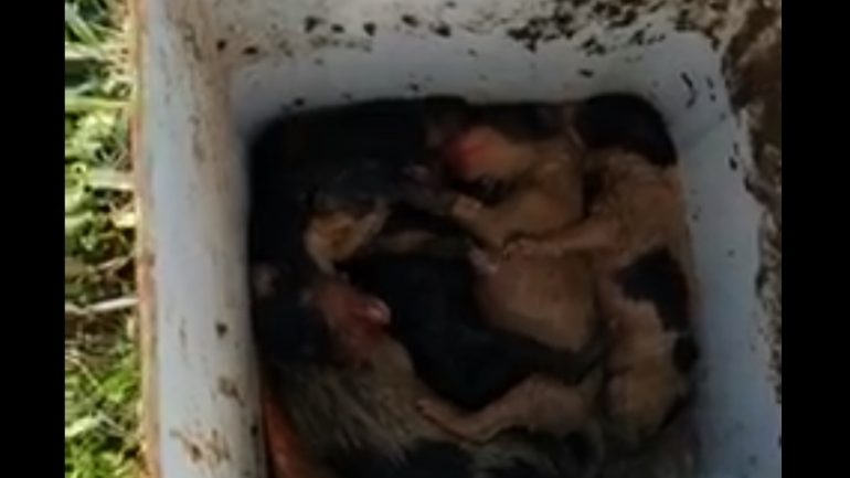 Φρίκη: Πέταξαν νεογέννητα κουτάβια σε κάδο σκουπιδιών! (photo+video) - Media