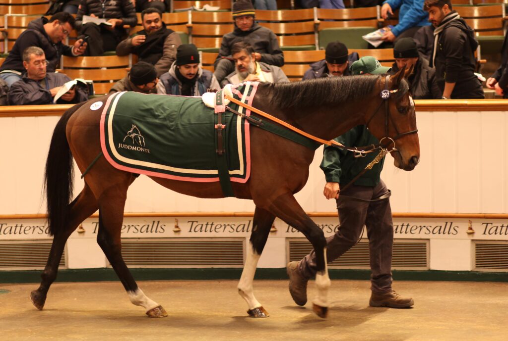 Αγορές-ρεκόρ 68 καθαρόαιμων ίππων από Έλληνες επενδυτές στη δημοπρασία του οίκου Τattersalls - Media