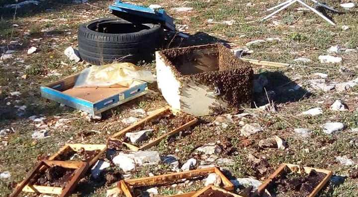 Ιωάννινα: Αρκούδα έκανε... πάρτι με μέλι αφήνοντας πίσω της συντρίμια δεκάδες κυψέλες - Media