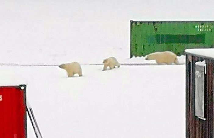 Εκκενώνεται οικισμός στη Ρωσία που έχει κατακλυστεί από πολικές αρκούδες (Photos) - Media