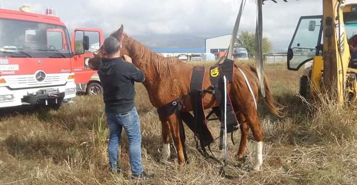 Ξάνθη: Διάσωση αλόγου που έπεσε σε φρεάτιο (Photos) - Media