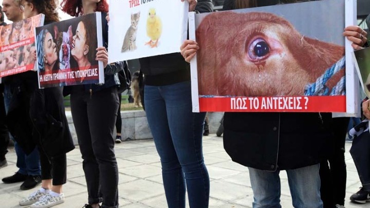 Θλιβερά στοιχεία για την κακοποίηση ζώων στην Ελλάδα - Δεν λειτούργησε αποτρεπτικά το αυστηρό νομικό πλαίσιο - Media