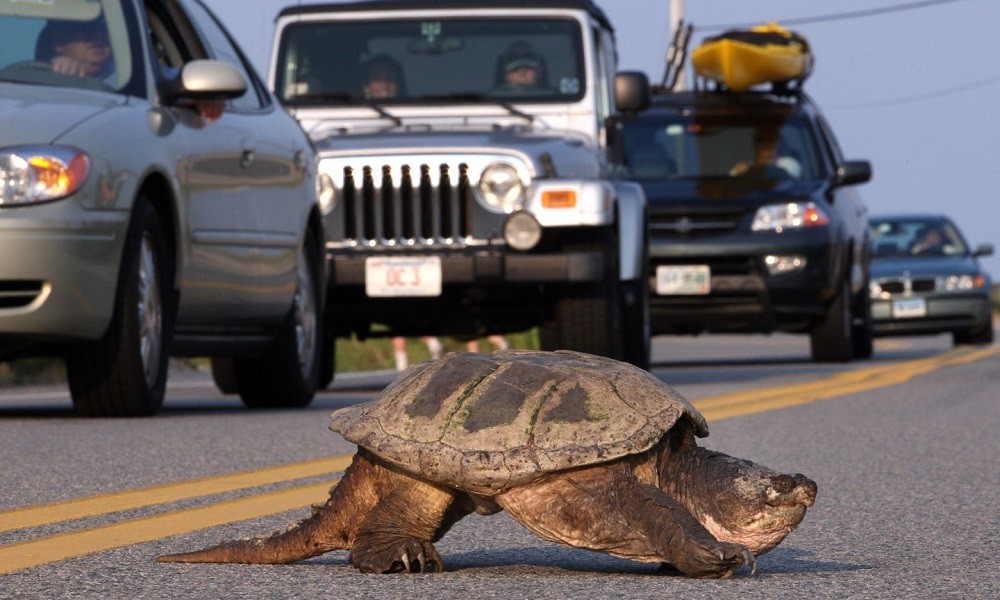 Πρόστιμο 10.300 ευρώ σε οδηγό που πάτησε… χελώνα - Media